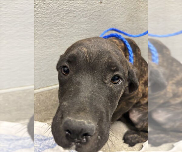 Medium Photo #1 Great Dane-Unknown Mix Puppy For Sale in Las Vegas, NV, USA