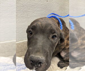Great Dane-Unknown Mix Dogs for adoption in Las Vegas, NV, USA