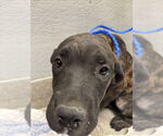 Small Great Dane Mix