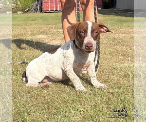 Lasagna - Male Dachshund-Pointer Mix Dog for Adoption - Photo #3