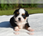 Small #6 Auss-Tzu