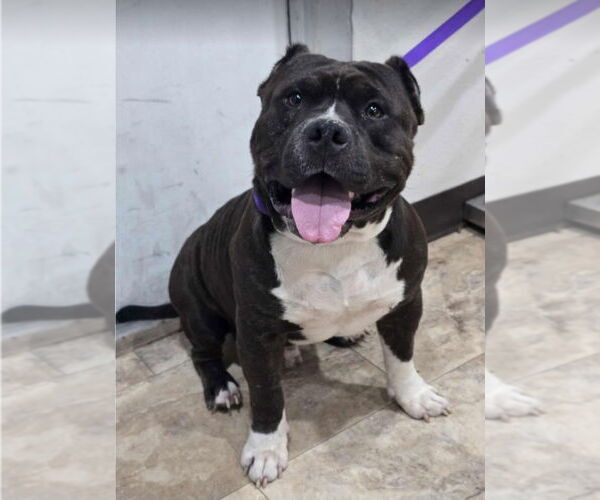 Medium Photo #3 American Pit Bull Terrier-Unknown Mix Puppy For Sale in Lakewood, CO, USA