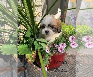 Zuchon Puppy for sale in CLARE, IL, USA