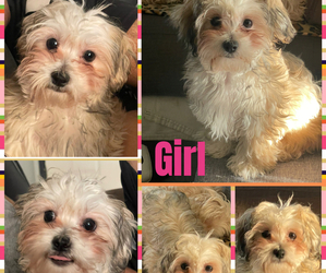 Maltipoo (Miniature) Puppy for sale in PALMDALE, CA, USA