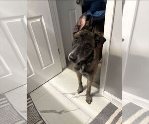 Millie - NJ - Female Mutt Dog for Adoption - Photo #2