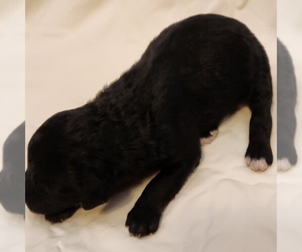 Medium Photo #6 F2 Aussiedoodle Puppy For Sale in COLUMBIA, TN, USA