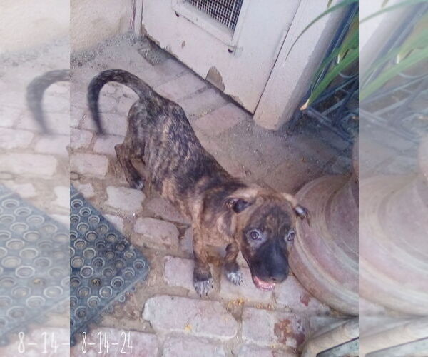 Medium Photo #15 Mutt Puppy For Sale in Apple Valley, CA, USA