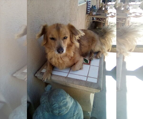 Medium Photo #9 Dachshund-Unknown Mix Puppy For Sale in Apple Valley, CA, USA