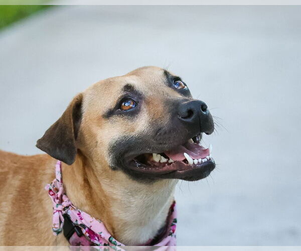 Medium Photo #6 Mutt Puppy For Sale in  Gainesville, FL, USA