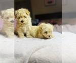 Small Photo #7 Poodle (Toy) Puppy For Sale in SAN BERNARDINO, CA, USA