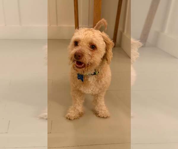 Medium Photo #7 Poodle (Miniature)-Unknown Mix Puppy For Sale in Corona, CA, USA