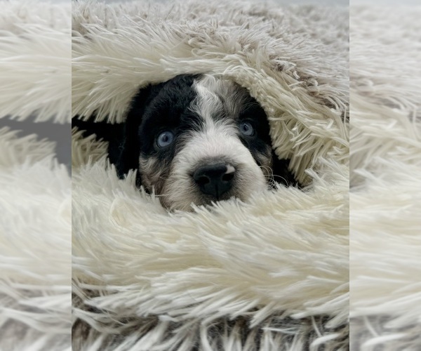 Medium Photo #5 Aussiedoodle Puppy For Sale in ADAIRSVILLE, GA, USA