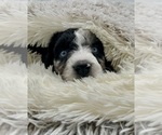 Small Photo #5 Aussiedoodle Puppy For Sale in ADAIRSVILLE, GA, USA