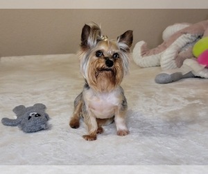 Father of the Yorkshire Terrier puppies born on 05/20/2025