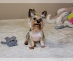 Small Photo #1 Yorkshire Terrier Puppy For Sale in HARKER HEIGHTS, TX, USA
