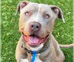 Small #16 American Staffordshire Terrier Mix