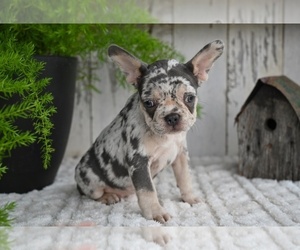 French Bulldog Puppy for sale in MILLERSBURG, OH, USA