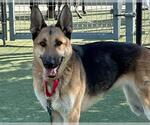 Small #1 German Shepherd Dog