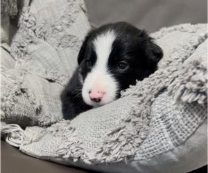 Border Collie Puppy for sale in HENDERSON, NV, USA