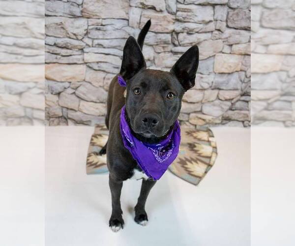 Medium Photo #2 Bulldog-Labrador Retriever Mix Puppy For Sale in Kennesaw, GA, USA