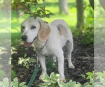 Small #4 Beagle Mix