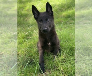 German Shepherd Dog Puppy for sale in JEFFERSON, OR, USA