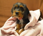 Small Photo #1 Poogle Puppy For Sale in PATERSON, NJ, USA