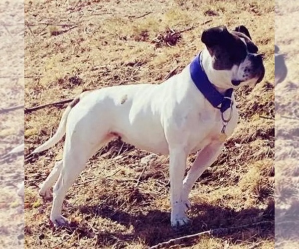 Medium Photo #1 Alapaha Blue Blood Bulldog Puppy For Sale in BELGRADE, ME, USA