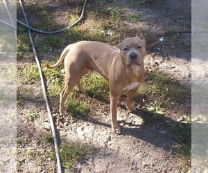 Father of the American Bully puppies born on 03/17/2025