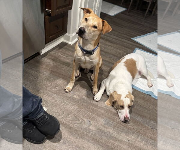 Medium Photo #9 Retriever -Unknown Mix Puppy For Sale in Virginia Beach, VA, USA