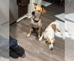 Small #8 Retriever  Mix