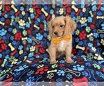 Small #6 Cavapoo (Miniature)