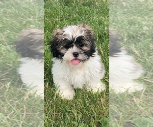 Shih Tzu Puppy for Sale in CANOGA, New York USA