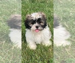 Image preview for Ad Listing. Nickname: Simba Shihtzu