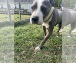 Small #1 Mutt