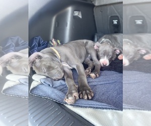 American Staffordshire Terrier Puppy for Sale in GRAND PRAIRIE, Texas USA