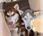 Small #1 Siberian Husky