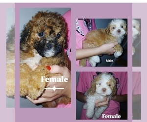 Mal-Shi Puppy for Sale in BURLINGTON, Massachusetts USA