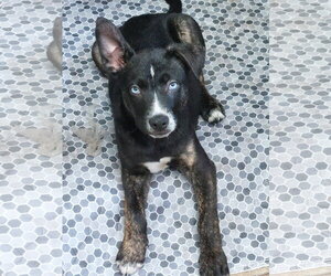 American Bulldog-Unknown Mix Dogs for adoption in Sanford, FL, USA
