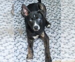 Small American Bulldog Mix