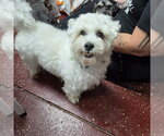 Small #6 Maltese Mix