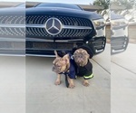 Small #31 French Bulldog