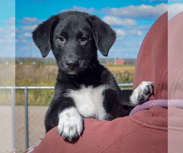 Medium Photo #4 German Shepherd Dog-Unknown Mix Puppy For Sale in Huntley, IL, USA