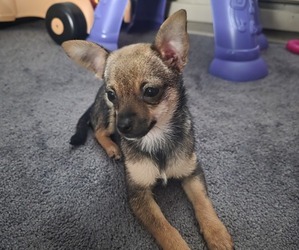 Chihuahua Puppy for sale in SPRINGFIELD, MO, USA