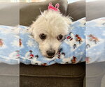 Small #1 Shih Apso