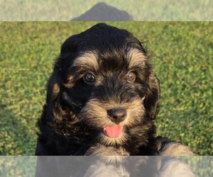 Aussiedoodle Puppy for sale in WILLS POINT, TX, USA