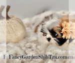 Small Photo #11 Shih Tzu Puppy For Sale in JACKSONVILLE, FL, USA