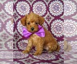Small Photo #4 Poodle (Toy) Puppy For Sale in KINZERS, PA, USA