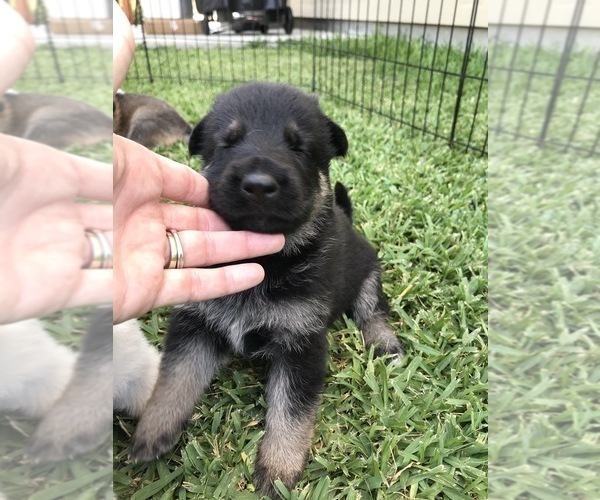 Medium Photo #21 German Shepherd Dog Puppy For Sale in ROSHARON, TX, USA