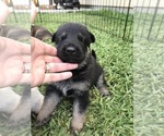 Small Photo #21 German Shepherd Dog Puppy For Sale in ROSHARON, TX, USA